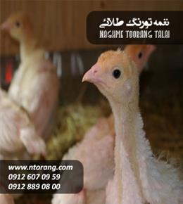 جوجه بوقلمون نیکولاس یکماهه